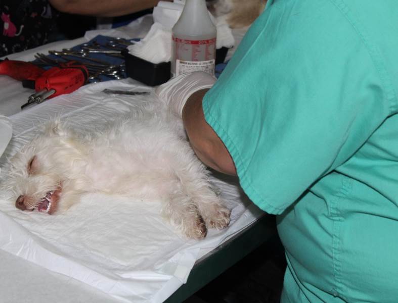 Invita DABA a esterilizar mascotas este fin de semana