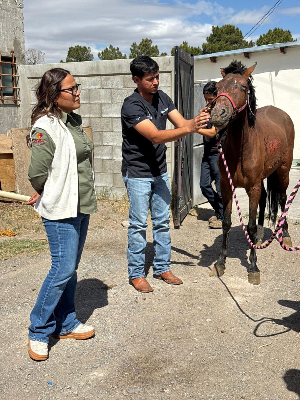 Entregan animales rescatados de incendio en granja.