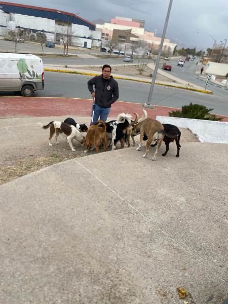 Atiende DABA casos de perros abandonados y agresivos en Ciudad Juárez