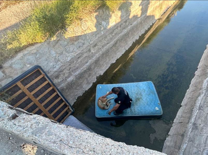 Policías municipales rescatan a mascota víctima de maltrato en la colonia Partido Escobedo