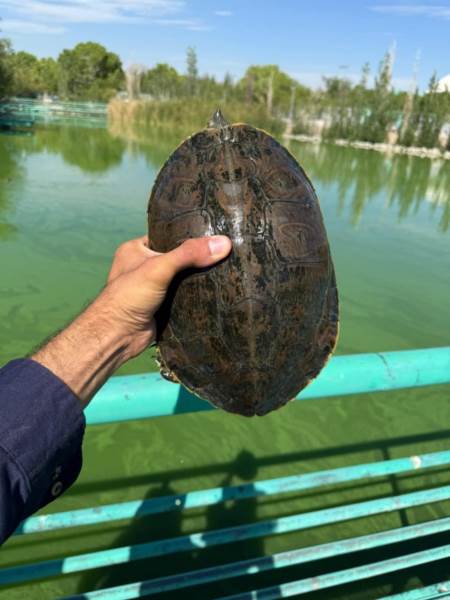 Estudiantes de la UACJ estudian a las tortugas del Parque Central