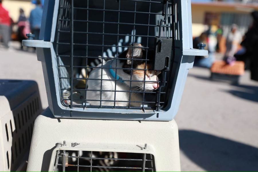 Ciudadanos respaldan campañas de esterilización del Gobierno Municipal