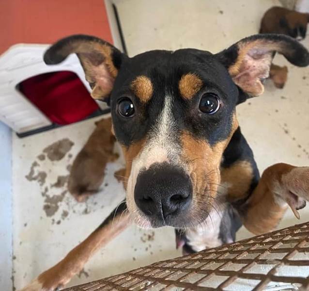DABA exhorta a proteger a mascotas ante uso de pirotecnia en Año Nuevo