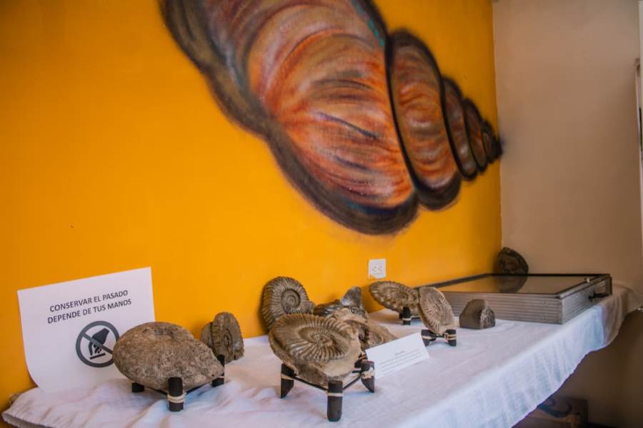 Inauguran exhibición de fósiles en el Parque Central