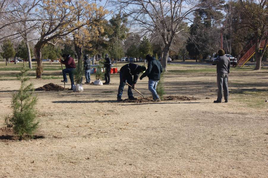 Reforestan con 70 árboles El Chamizal