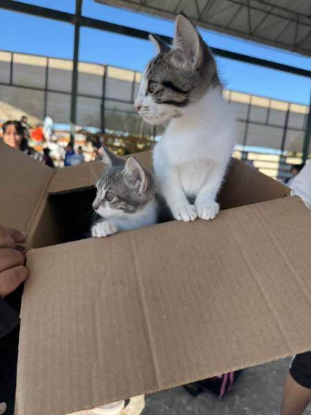 DABA pide no regalar mascotas el 14 de febrero