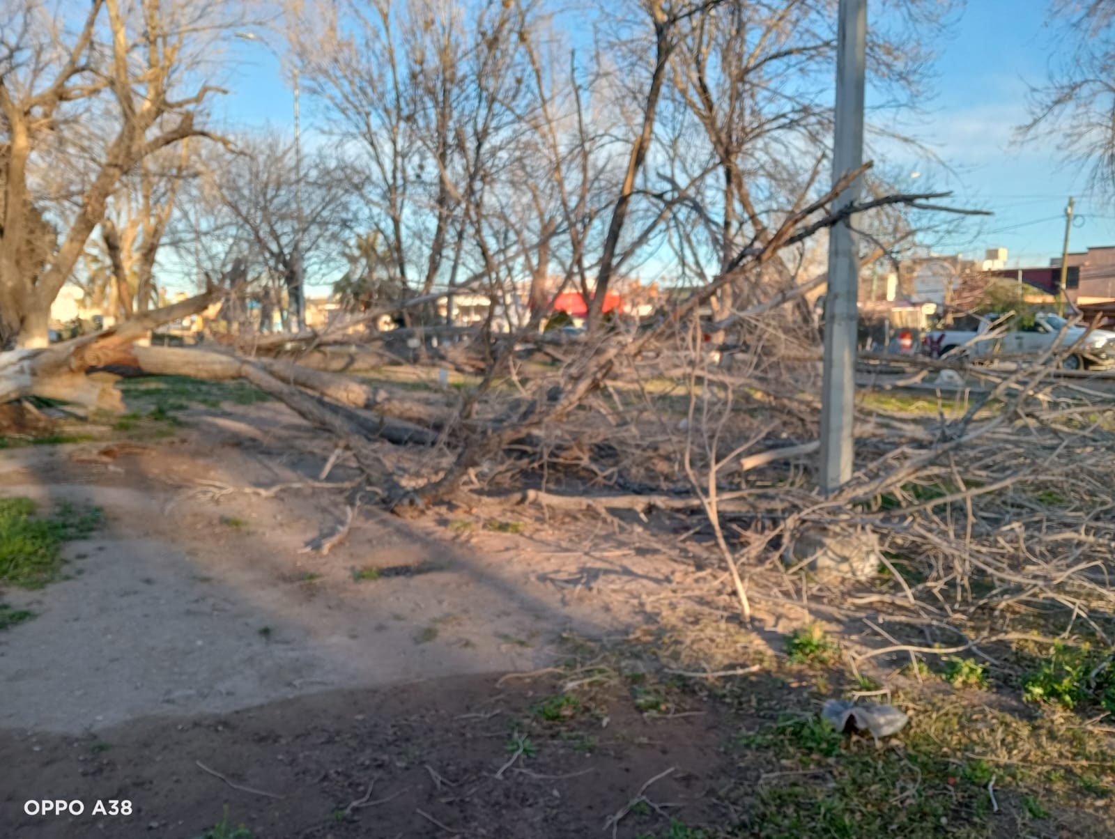 Registra Parques y Jardines 70 reportes de afectaciones por vientos.
