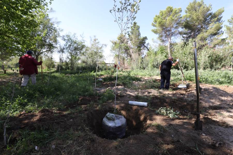 Banquean árboles del Vivero de El Chamizal para forestar el Parque Borunda