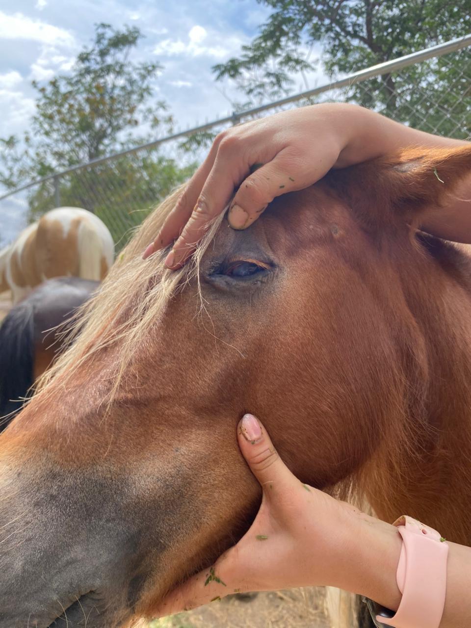 Rescata DABA siete caballos de maltrato animal.