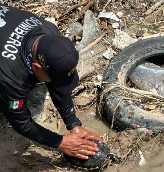 Rescatan tortuga durante labores de desazolve en Ciudad Juárez