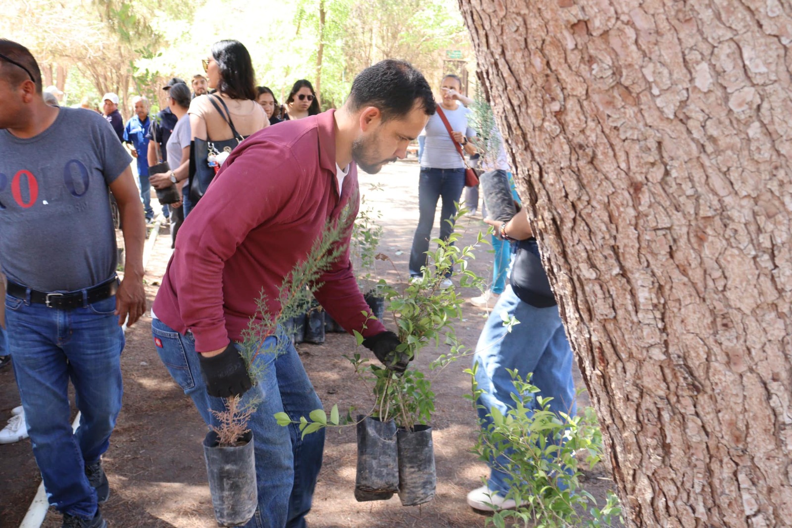 Celebrarán Día del Árbol con donación gratuita en el vivero municipal.
