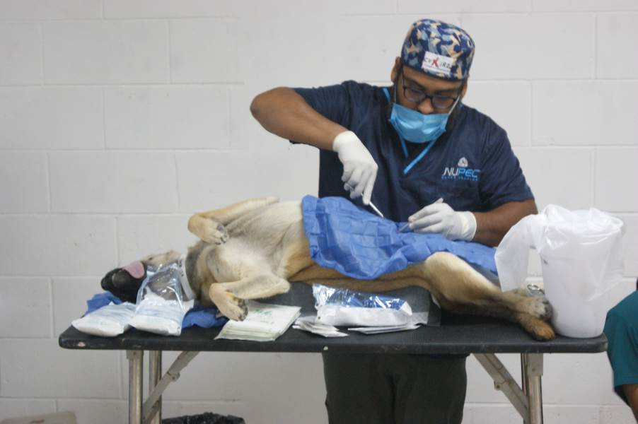 Realizarán la 5a campaña de esterilización gratuita en dos colonias
