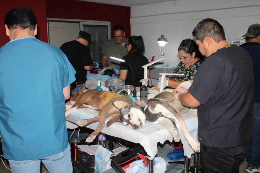 DABA realizará jornada de esterilización gratuita el próximo fin de semana