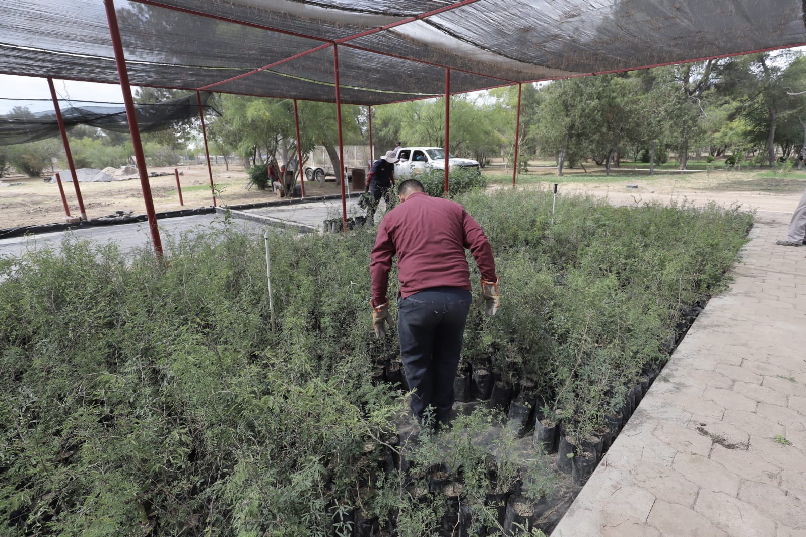 Parques y Jardines distribuirá más de 8 mil árboles en escuelas de Juárez