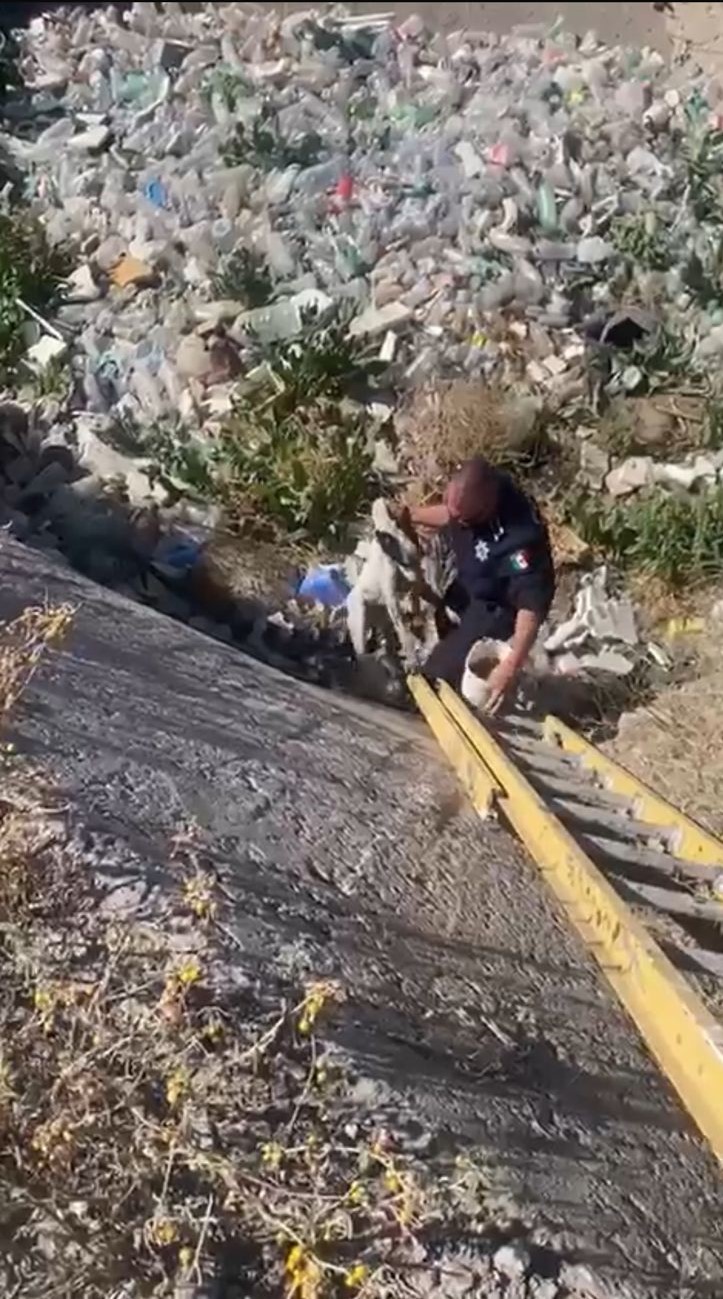 Policías rescatan a perro atrapado en un canal.
