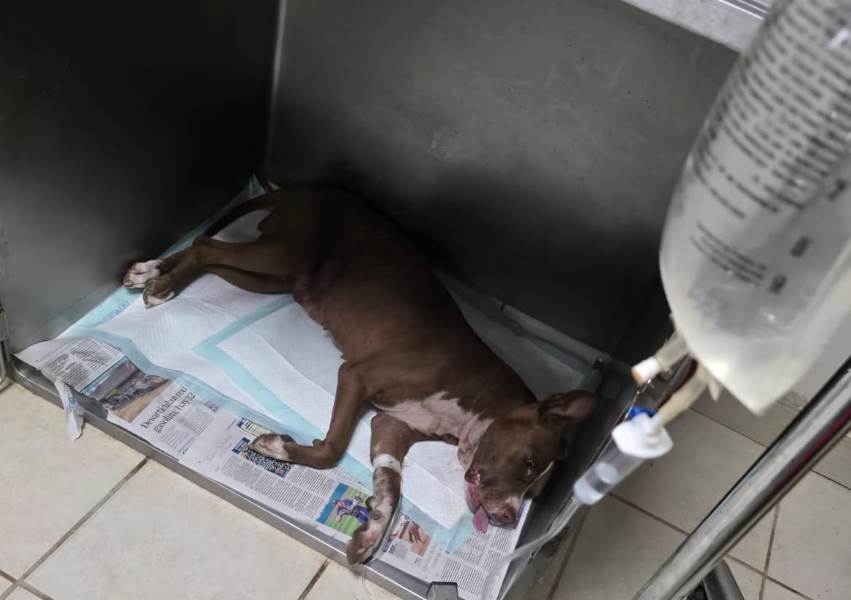 Detienen a hombre por maltrato animal en Ciudad Juárez