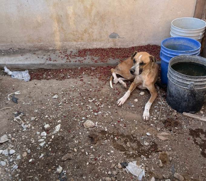 Rescatan a 12 perros y dos gatos en situación de hacinamiento en vivienda