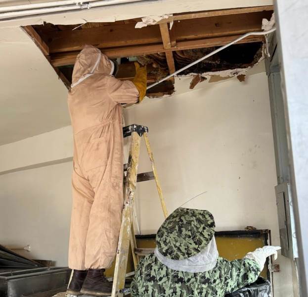 Retiró Ecología panal de abejas en vivienda de Ciudad Juárez